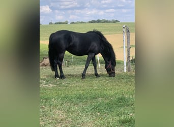 New Forest Pony, Stute, 9 Jahre, 145 cm, Rappe