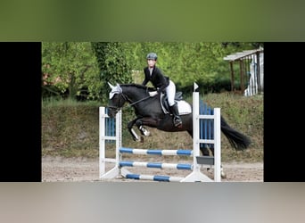 New Forest Pony, Stute, 9 Jahre, 146 cm, Rappe
