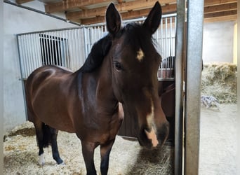New Forest Pony, Stute, 9 Jahre, 148 cm, Brauner