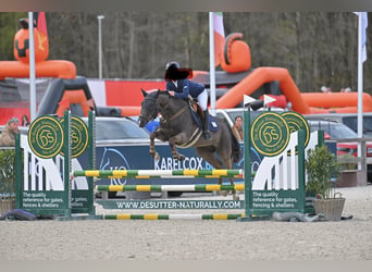 New Forest Pony, Stute, 9 Jahre, 148 cm, Schwarzbrauner