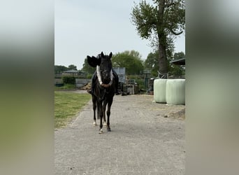 New Forest Pony, Stute, 9 Jahre, 148 cm, Schwarzbrauner