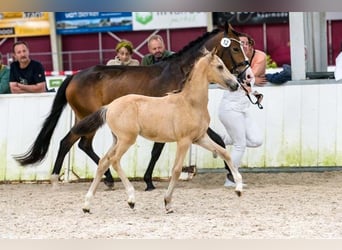 New Forest Pony, Stute, Fohlen (05/2025), 146 cm, Buckskin