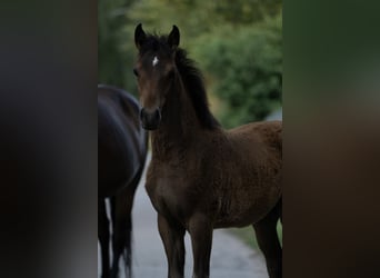 New Forest Pony, Stute, Fohlen (04/2025), 147 cm, Brauner