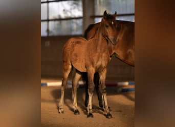 New Forest Pony, Stute, Fohlen (04/2025), 147 cm, Brauner