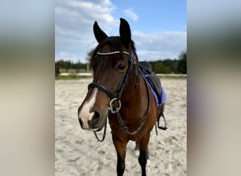 New Forest Pony, Wallach, 10 Jahre, 143 cm, Brauner