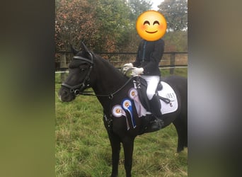 New Forest Pony, Wallach, 11 Jahre, 128 cm, Rappe