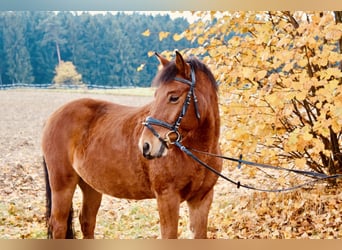 New Forest Pony Mix, Wallach, 11 Jahre, 142 cm, Hellbrauner