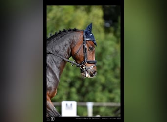 New Forest Pony, Wallach, 11 Jahre, 146 cm, Brauner