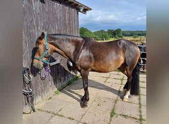 New Forest Pony, Wallach, 11 Jahre, 146 cm, Dunkelbrauner