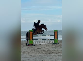 New Forest Pony, Wallach, 11 Jahre, 148 cm, Brauner