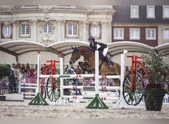 New Forest Pony, Wallach, 11 Jahre, 148 cm, Brauner