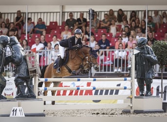 New Forest Pony, Wallach, 11 Jahre, 148 cm, Brauner