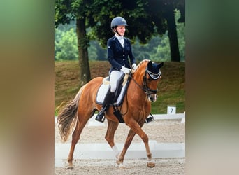 New Forest Pony, Wallach, 11 Jahre, 148 cm, Fuchs