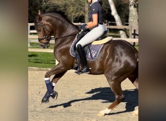 New Forest Pony, Wallach, 11 Jahre, 160 cm, Dunkelfuchs