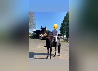 New Forest Pony, Wallach, 12 Jahre, 126 cm, Rappe