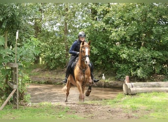 New Forest Pony Mix, Wallach, 12 Jahre, 146 cm, Fuchs