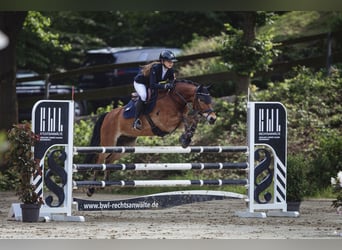 New Forest Pony, Wallach, 12 Jahre, 148 cm, Brauner