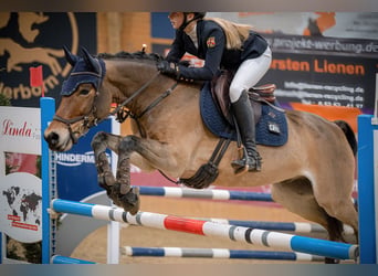 New Forest Pony, Wallach, 12 Jahre, 148 cm, Brauner