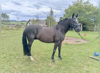 New Forest Pony, Wallach, 13 Jahre, 145 cm, Rappe
