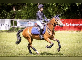 New Forest Pony, Wallach, 13 Jahre, 145 cm