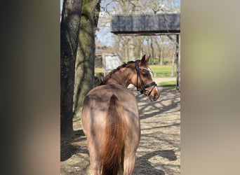 New Forest Pony, Wallach, 13 Jahre, 146 cm, Fuchs