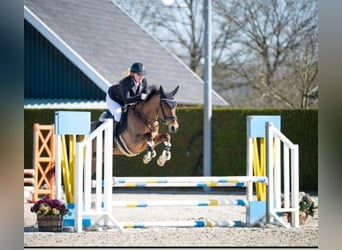 New Forest Pony, Wallach, 13 Jahre, 147 cm, Brauner