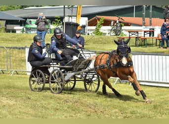 New Forest Pony, Wallach, 13 Jahre, 147 cm, Fuchs
