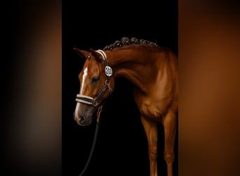 New Forest Pony, Wallach, 13 Jahre, 147 cm, Fuchs