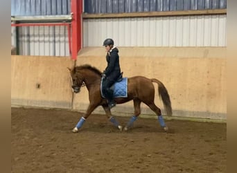 New Forest Pony, Wallach, 13 Jahre, 147 cm, Fuchs