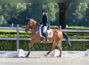New Forest Pony, Wallach, 13 Jahre, 148 cm, Brauner