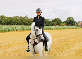 New Forest Pony, Wallach, 14 Jahre, 142 cm, Fliegenschimmel