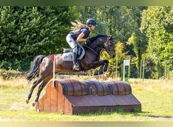 New Forest Pony, Wallach, 14 Jahre, 144 cm, Dunkelbrauner