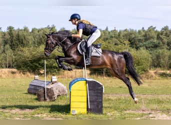 New Forest Pony, Wallach, 14 Jahre, 144 cm, Dunkelbrauner