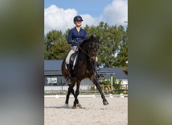 New Forest Pony, Wallach, 14 Jahre, 144 cm, Dunkelbrauner