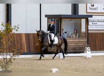 New Forest Pony, Wallach, 14 Jahre, 144 cm, Dunkelbrauner