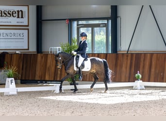 New Forest Pony, Wallach, 14 Jahre, 144 cm, Dunkelbrauner
