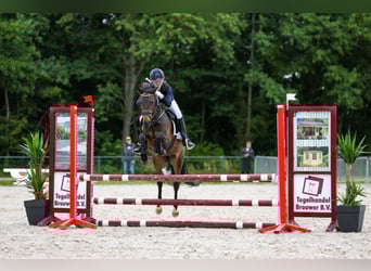 New Forest Pony, Wallach, 14 Jahre, 144 cm, Dunkelbrauner