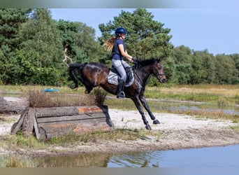 New Forest Pony, Wallach, 14 Jahre, 144 cm, Dunkelbrauner
