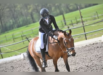 New Forest Pony, Wallach, 14 Jahre, 145 cm, Brauner