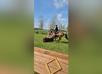 New Forest Pony, Wallach, 14 Jahre, 146 cm, Brauner