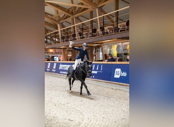 New Forest Pony, Wallach, 14 Jahre, 146 cm, Dunkelbrauner