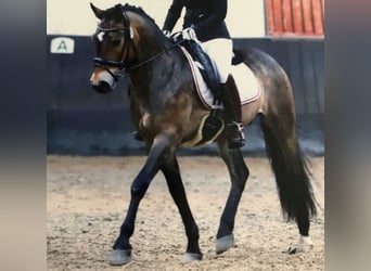 New Forest Pony, Wallach, 14 Jahre, 148 cm, Brauner