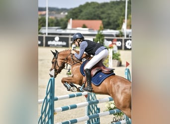 New Forest Pony, Wallach, 15 Jahre, 147 cm, Fuchs