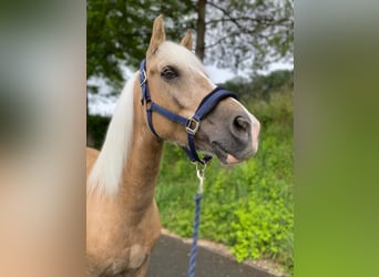 New Forest Pony, Wallach, 15 Jahre, 148 cm, Palomino