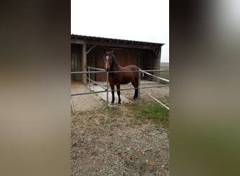 New Forest Pony, Wallach, 16 Jahre, 144 cm, Brauner