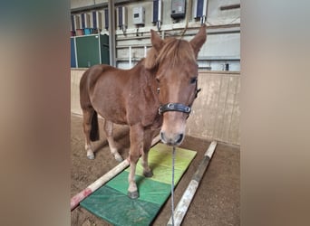New Forest Pony, Wallach, 16 Jahre, 152 cm, Fuchs