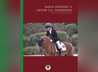 New Forest Pony, Wallach, 17 Jahre, 134 cm