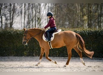 New Forest Pony, Wallach, 17 Jahre, 147 cm, Fuchs