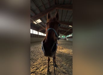 New Forest Pony Mix, Wallach, 17 Jahre, 148 cm, Fuchs