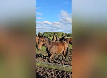 New Forest Pony, Wallach, 1 Jahr, Dunkelbrauner